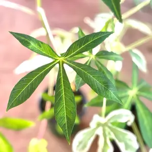Cassava Variegated in 4” Pot Live Houseplants