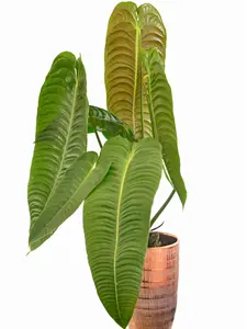 Anthurium veitchii (seedling)