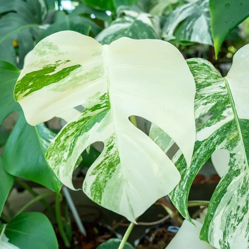 Philodendron Monstera Thai Constellation - 5-8" Tall - Variegated Foliage Plant