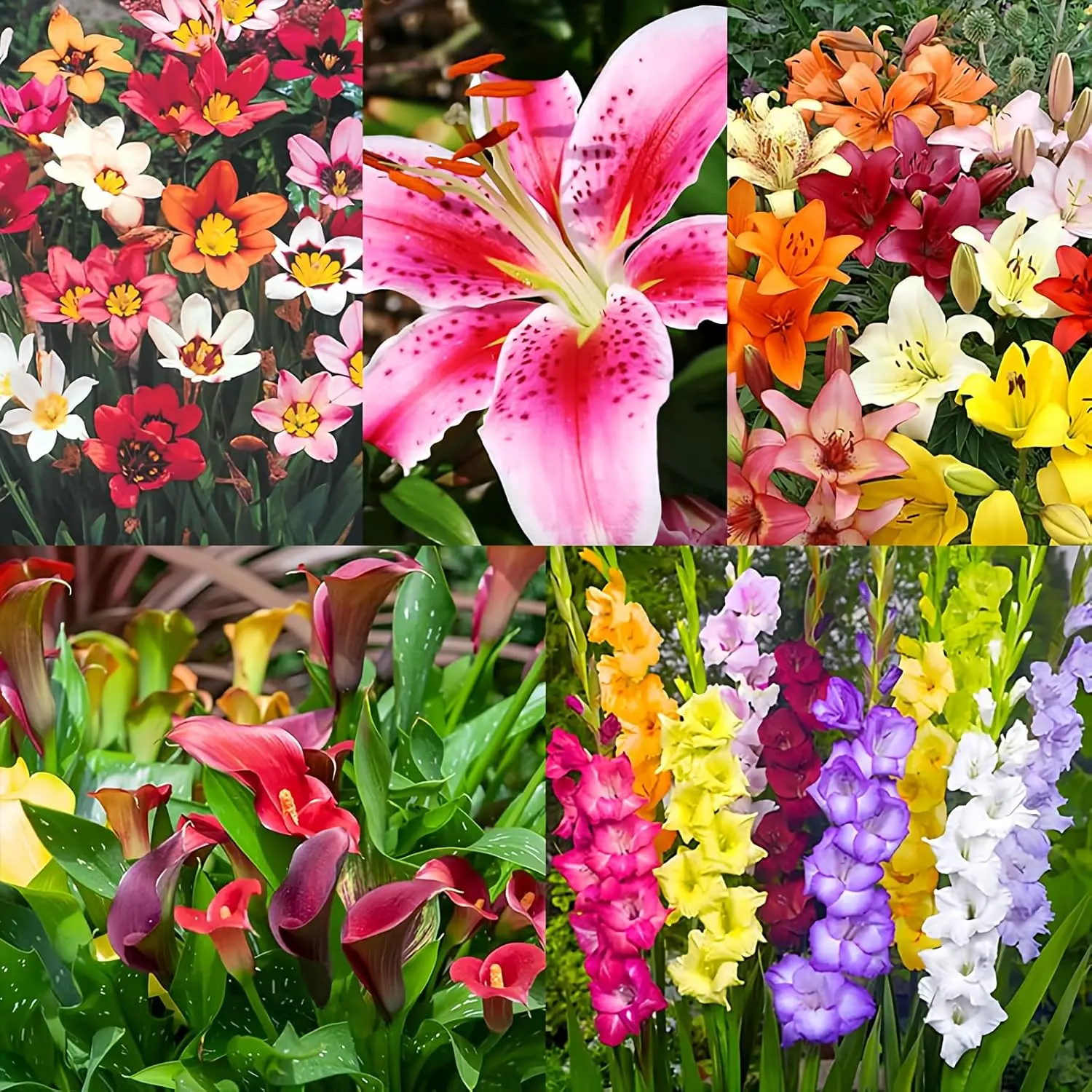 Complete Flower Bulb Garden - 75 Bulbs for 50 Days of Continuous Blooms (Summer Color from July Through October) - Easy to Grow Summer Planting Bulbs