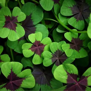 Iron Cross Shamrock Bulbs - 20 Healthy Bulbs of Oxalis Shamrock for Indoor or Outdoor Planting - Good Luck Plant - Made in USA