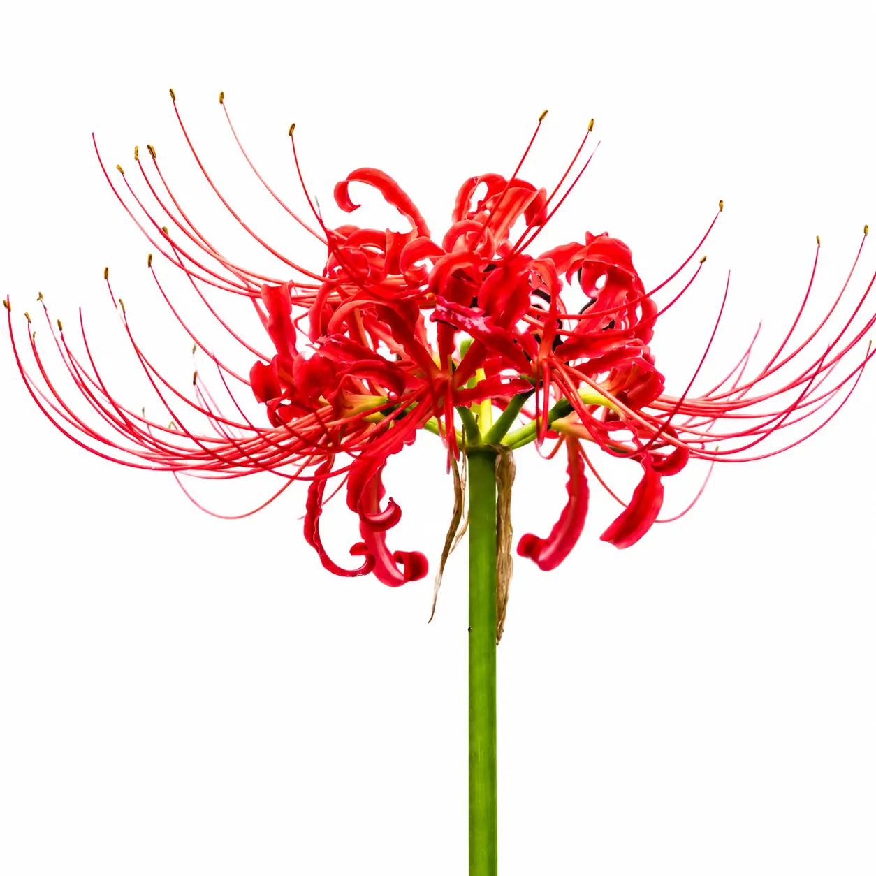 3 Red Spider Lily Bulbs – Lycoris radiata – Brilliant Red Fall-Blooming Perennial Flowers