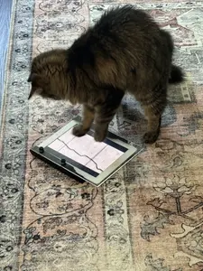 Paw Protector – Touch-Blocking Tablet Screen Cover for Cats