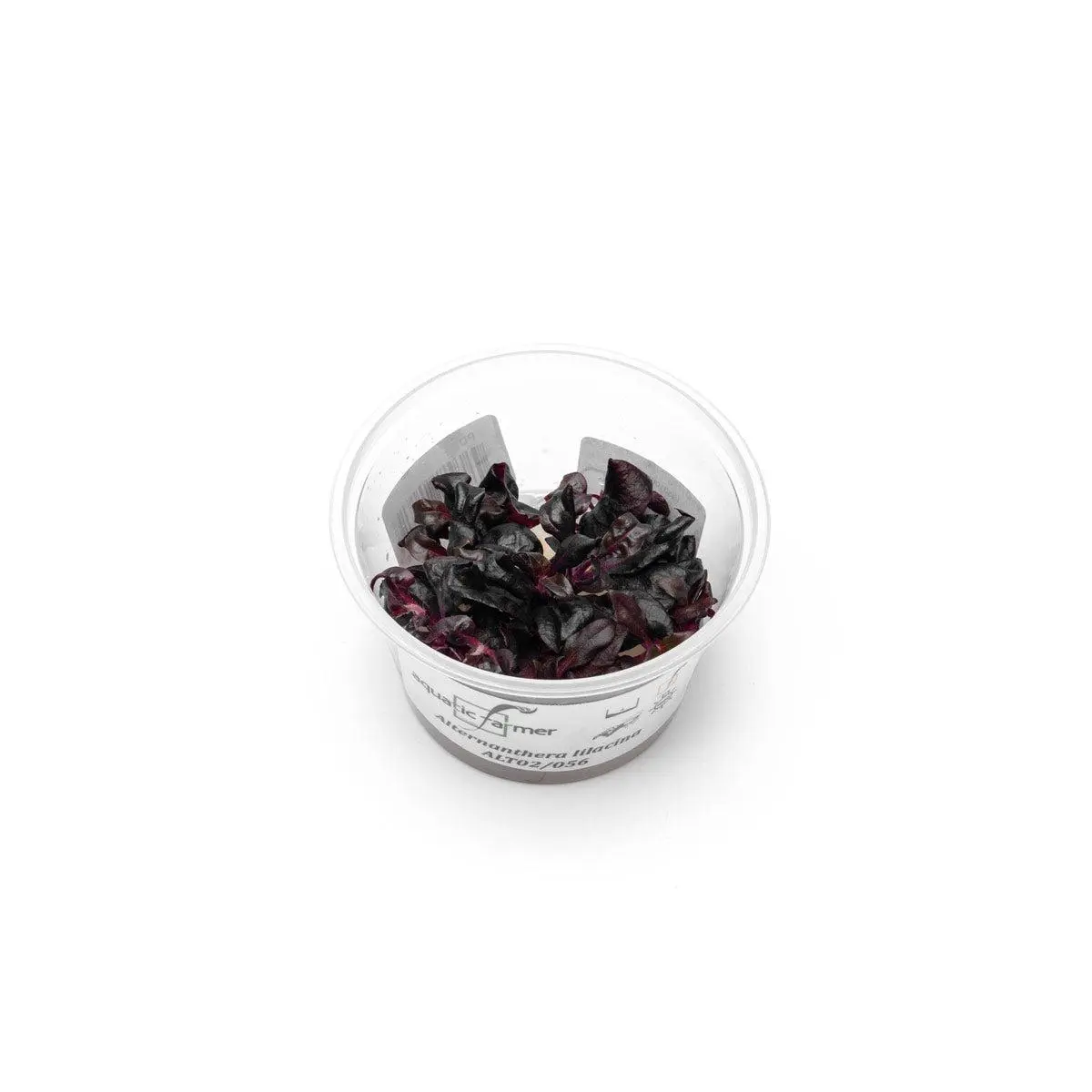 Alternanthera Lilacina Aquatic Farmer Tissue Culture