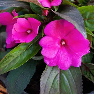 Impatiens SunPatiens® Compact Rose Glow - 2.5" Pot / Box of 4.