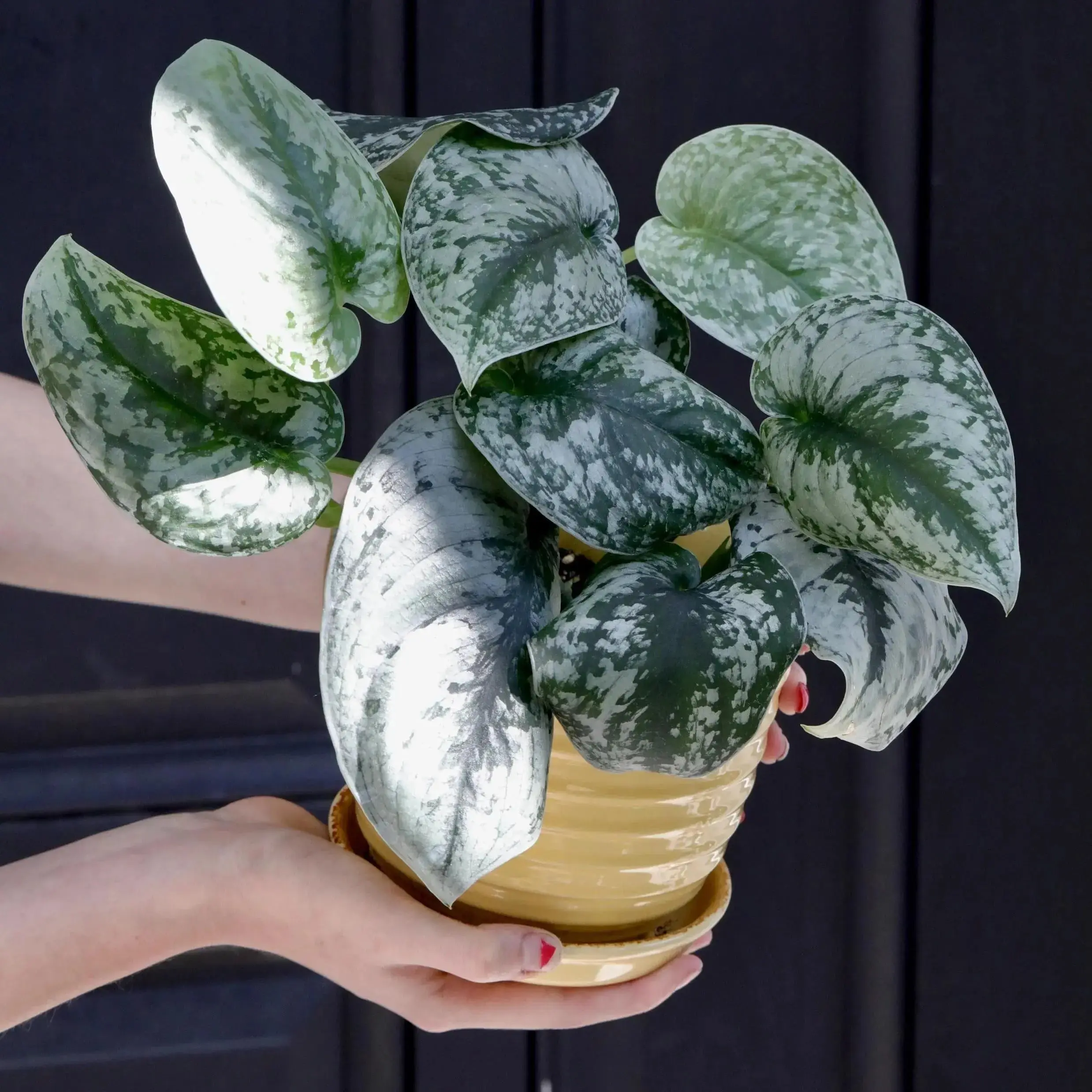 Scindapsus Silver Exotica Plant in 4" Nursery Pot - Silver Satin Pothos Plant