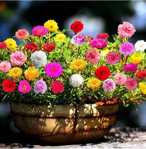 Mixed Moss Rose Seeds 1000 Seeds ‘Portulaca Grandiflora’ Flowers for Bonsai Garden Balcony Heat Drought Tolerant Fast-Growing Ground Cover Low-Maintenance