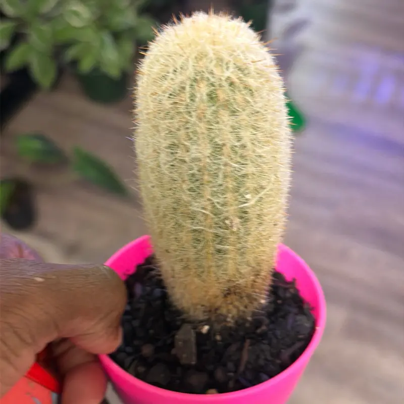 Old Man Cactus