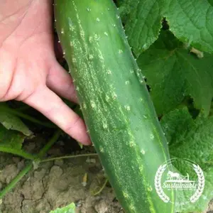 Cucumber Seeds - Straight Eight (Organic)