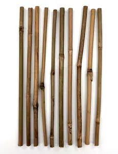Bamboo