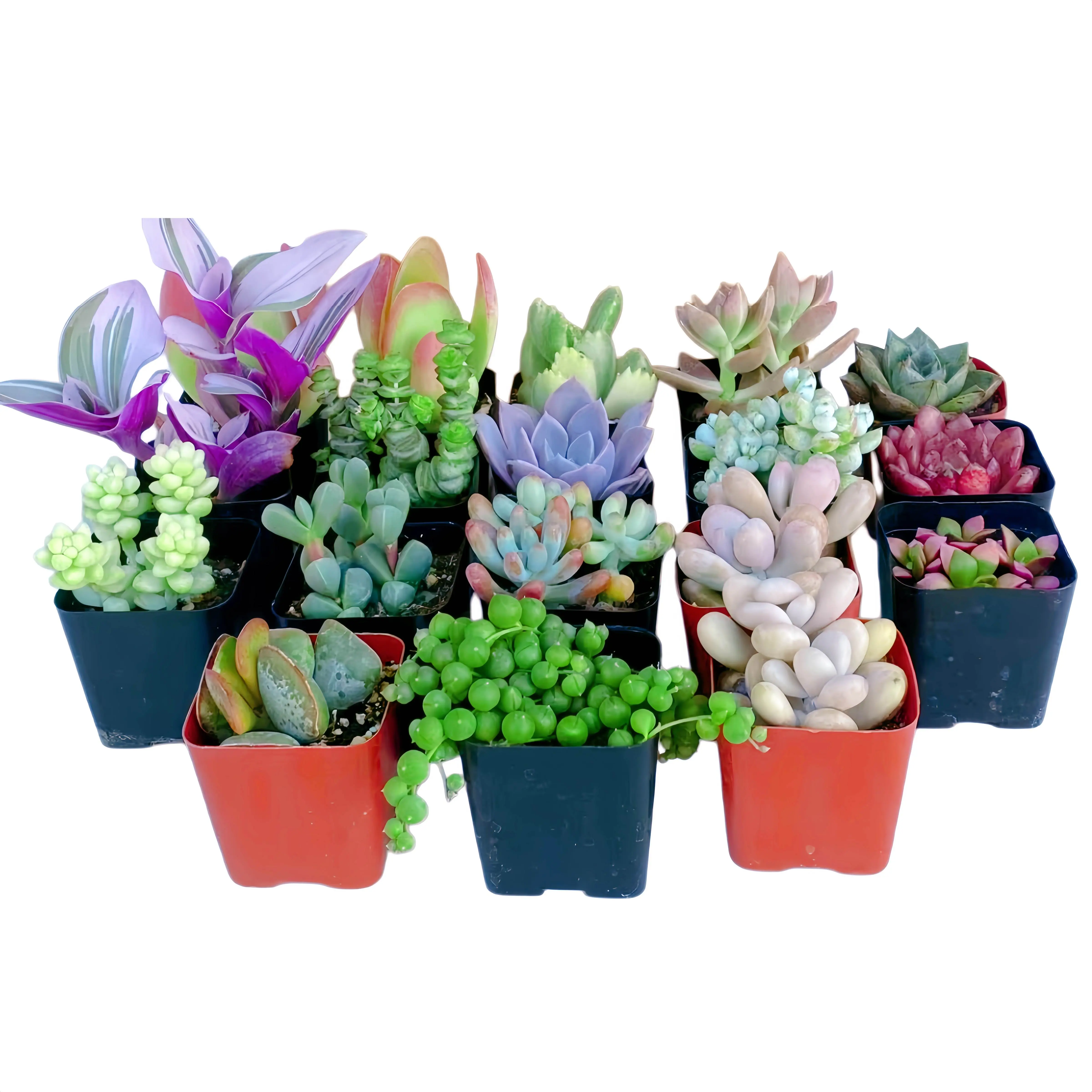 6pc Succulent Plants Live Random Assortment, 2 Inch Rare Mini Succulents Bulk for Home Garden Decor