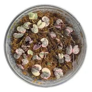 10 Variegated String of Hearts Cuttings - Ceropegia Woodii Cuttings - Hanging Plant Cuttings - Baby Succulent for Propagation