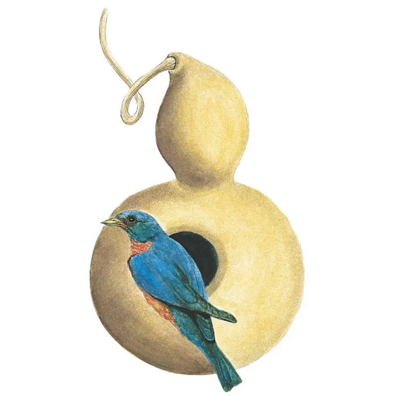 Birdhouse Hard-Shelled Gourd Seeds