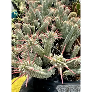 4"-Cactus Euphorbia Mammillaris - Corncob-Cactus