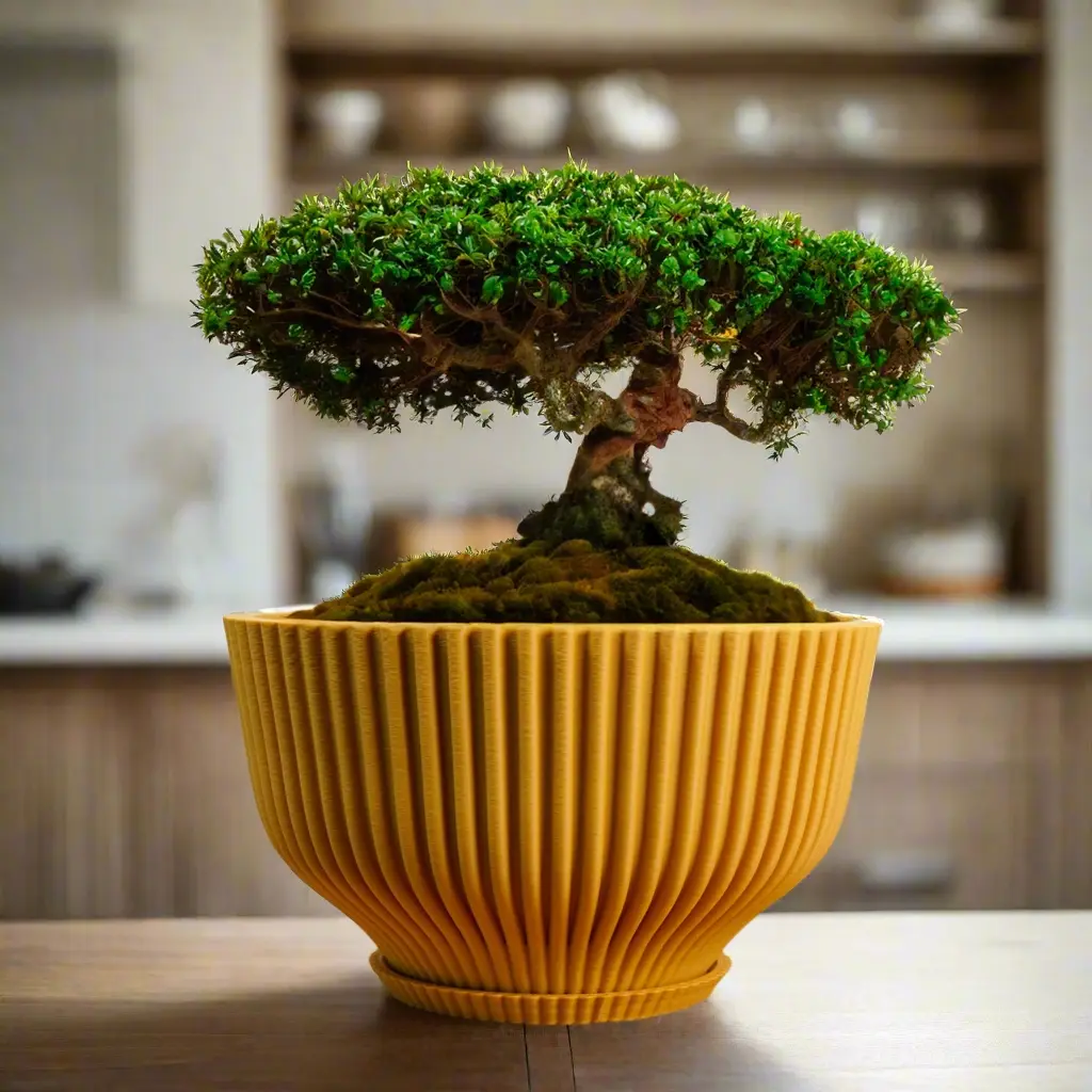 kingii bonsai Japanese Kingsville Boxwood Bonsai Tree