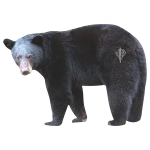 2D Black Bear Broadside Target