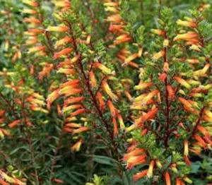 Cuphea Melvilla Plant -  Candy  Corn -  Starter Plant in pot