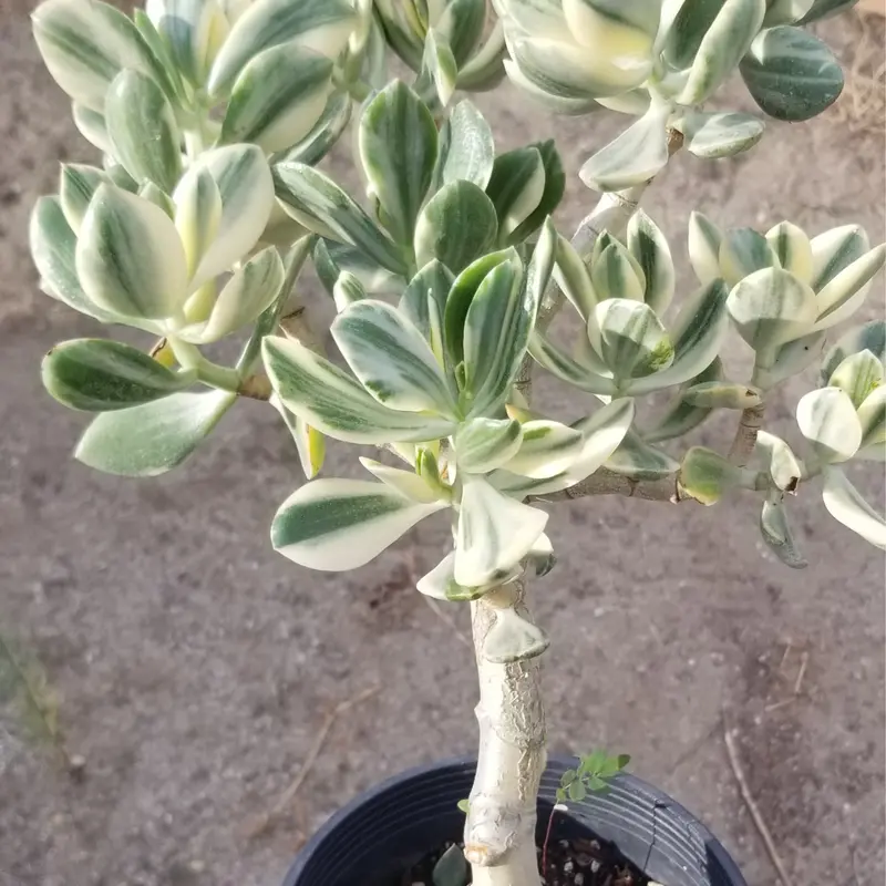 Crassula Ovata Variegated Jade Tree with Unique Green and White Leaves for Garden or Indoor Use Enhancing Aesthetic