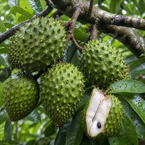 30pcs-Organic Soursop (Graviola) Seeds – Non-GMO Heirloom Tropical Fruit seeds