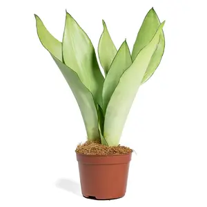 Silver Snake Plant - Live Plants in 4 Inch Pots - Sansevieria Trifasciata 'Moonshine' - Beautiful and Elegant Easy Care Indoor Houseplants