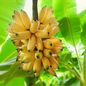 Truly Tiny Banana Live Plant, Musa Truly Tiny Banana, Outdoor Banana Tree, Homegrown Edible Bananas, Starter Plant