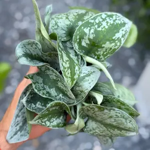 Scindapsus Silver Satin in 4” Pot Live Houseplants