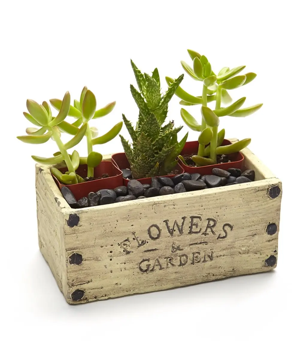 Athenas Garden PA-SA03 2 in. Live Succulent Gift Set - Three Plants