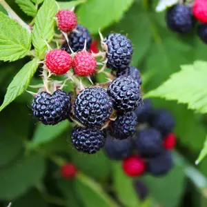 Black Raspberry Bush Seeds Organic (Rubus occidentalis) – Native berry bush with dark, nutritious fruits and thorny canes. A favorite for jams, smoothies, and wildlife gardens—cold hardy and productive.