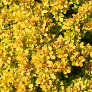 Sunjoy® Mini Saffron Barberry