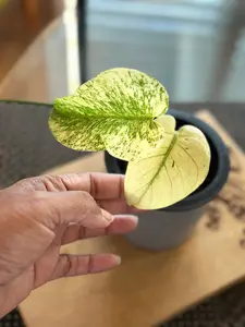 Monstera Mint White Monster - D