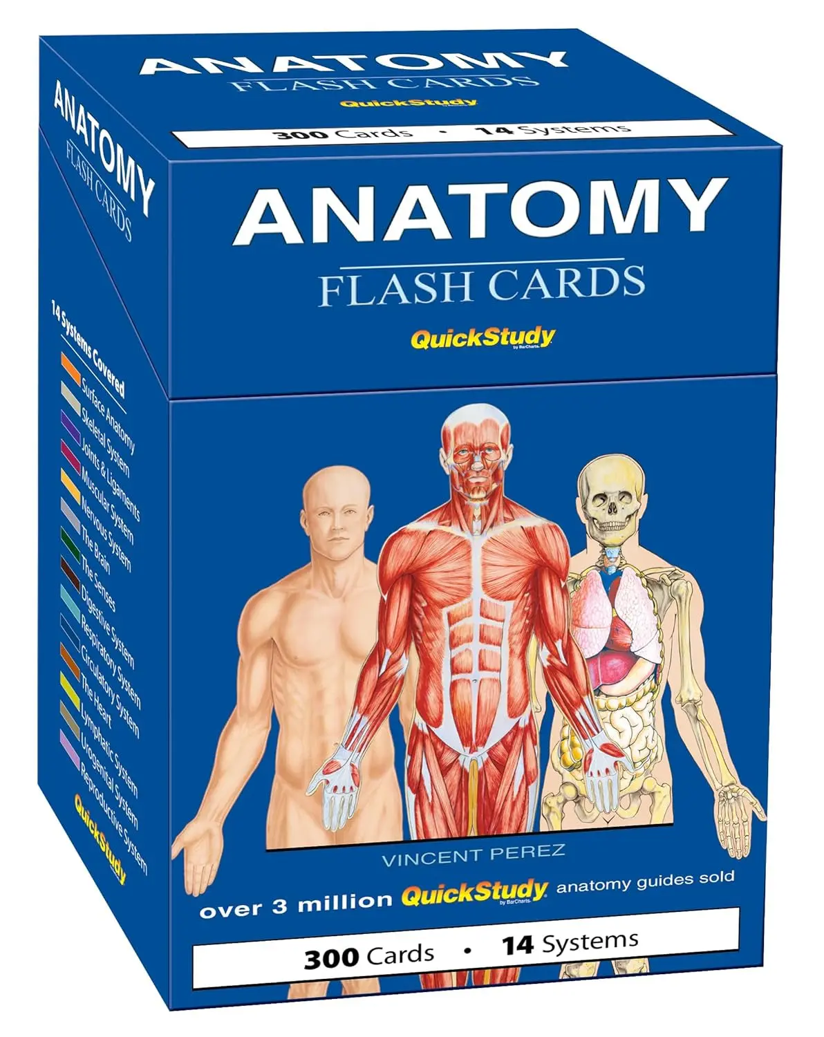 QuickStudy Anatomy Learning Flash Cards - 300 Colorful Cards with Detailed Illustrations for 14 Human Body Systems, Master Anatomy Study Tool for Flashcards for Studying