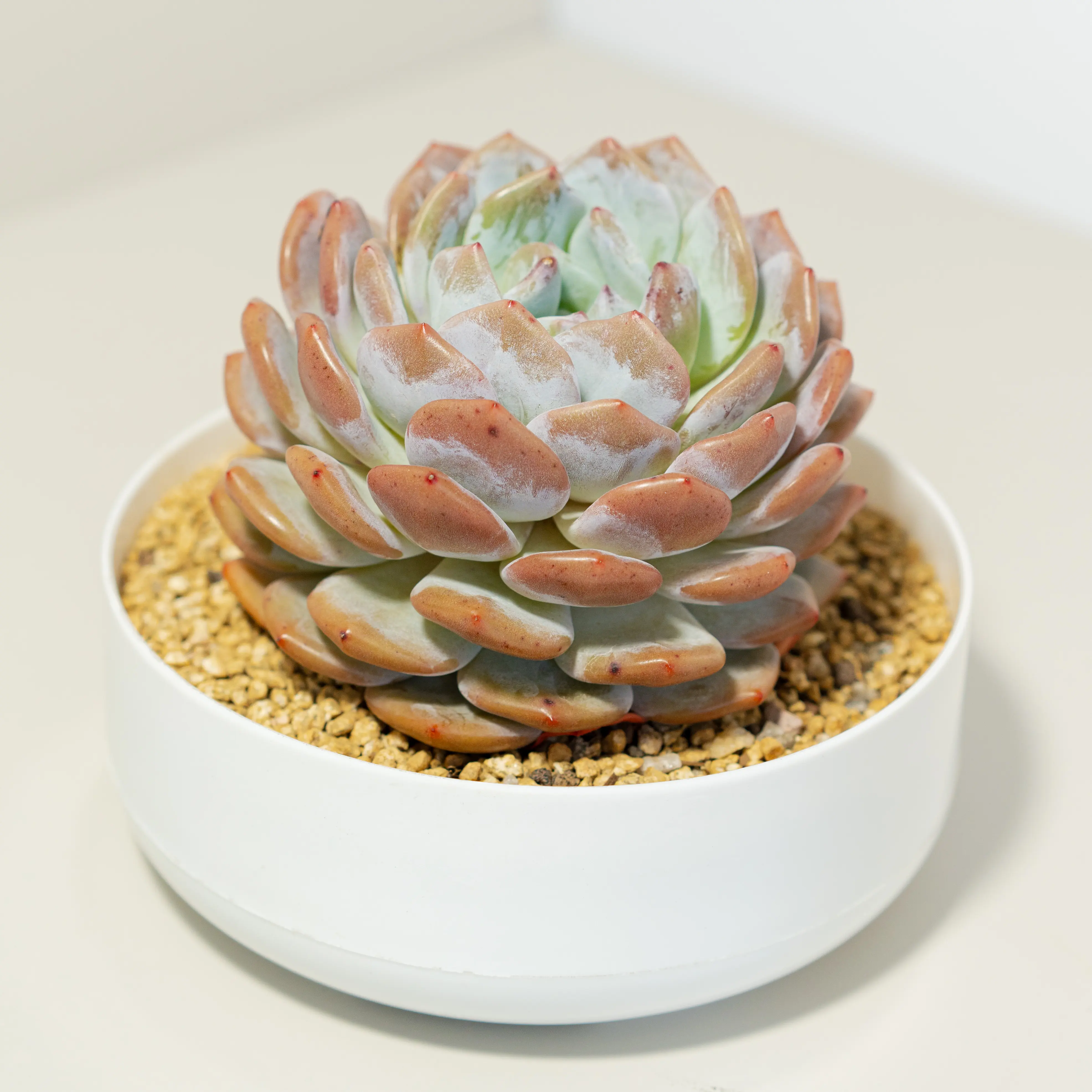 Live Single-Head Big Monroe Echeveria Succulent - Well-Rooted Vibrant Orange Rosette with Thick Fleshy Leaves, Pumice-Perlite Mixed Medium, Low-Maintenance Beginner-Friendly Indoor Plant for Office Desks, Living Room Table Decor, Shipped in Protective Box