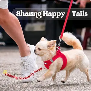 PetSafe Red Dog Harness with Leash Set for Medium Dogs Comfortable & Adjustable Talla M Rojo
