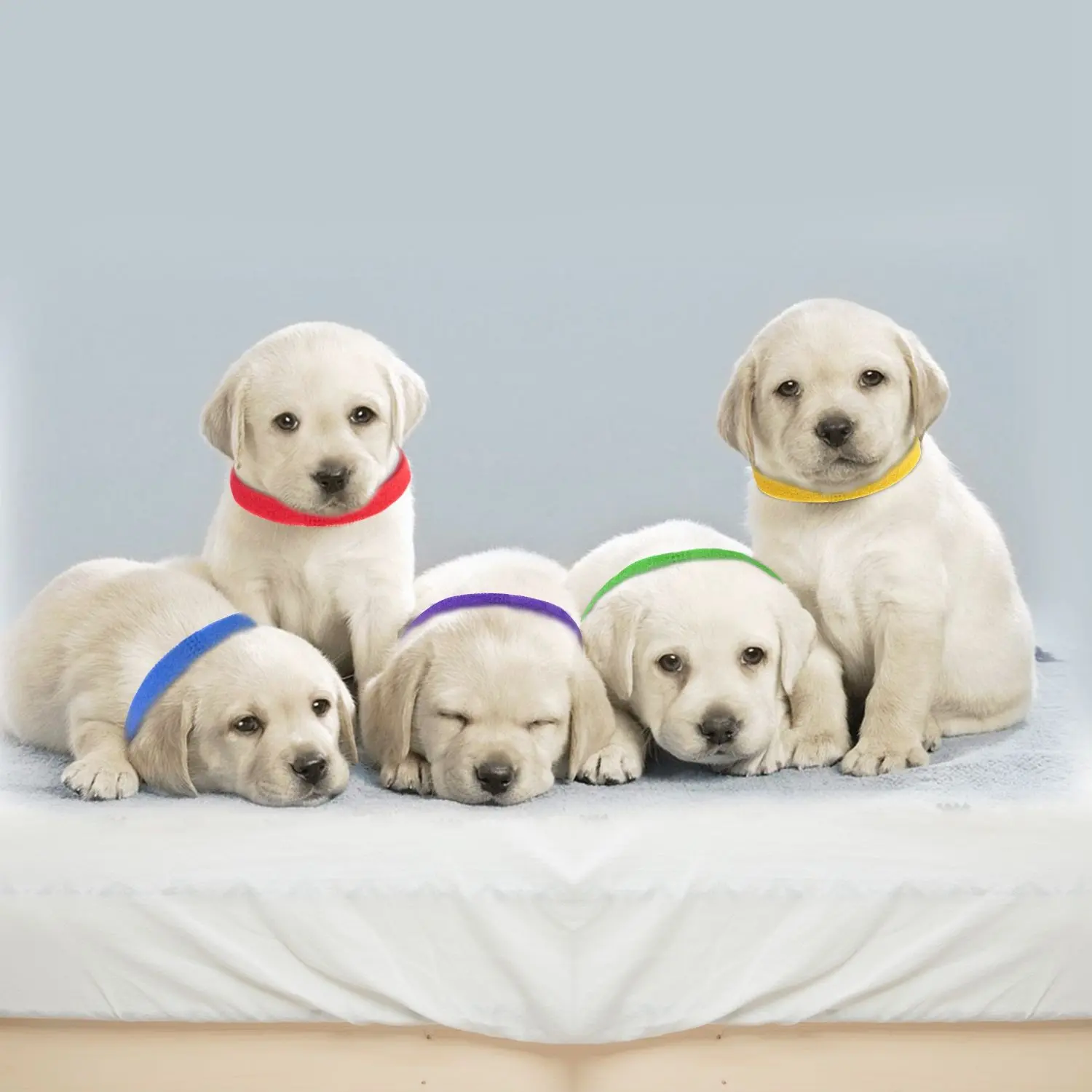 Whelping Puppy ID Collars for Newborn Dogs, Polyester Fabric, Lightweight Adjustable Bands, 12 Bright Colors for Easy Spotting, 40cm×1cm Size, Large, Machine Washable, Reusable Dog Accessories