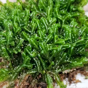 Bazzania Trilobe Liverwort Fresh 5x7 Bag for Terrariums Fairy Garden Shade Garden Plant Lover Paludarium Reptile Habitat and More
