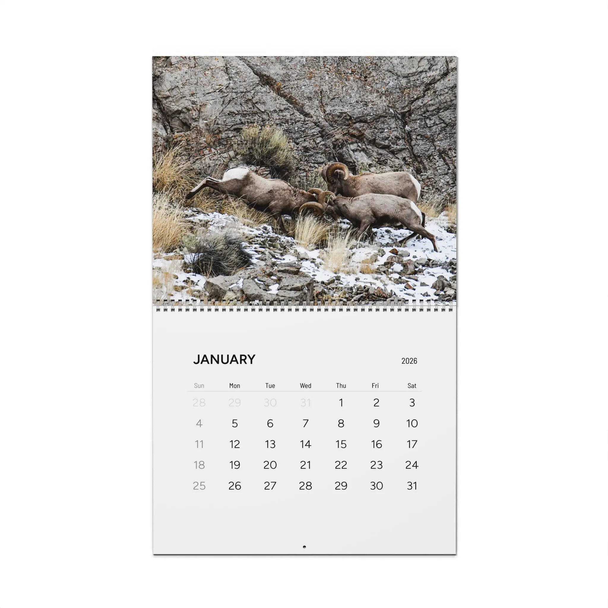 Wildlife Photography Wall Calendar 2026 | Bighorn Sheep, Wolves, Monthly Calendar