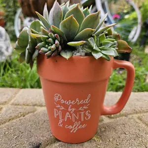 “Powered by Plants & Coffee” Succulent Mug Planter | Live Succulent Arrangement
