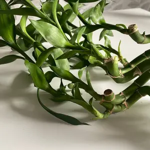 Bamboo Spirals -Tall, Large Stalk for Aquariums, Terrariums, or Houseplants with Unique Twist Design
