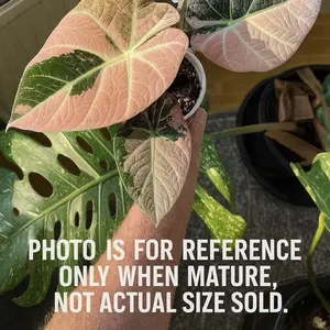 Alocasia Pink Black Velvet Albo Tissue Culture – Rare Variegated Aroid • Pink + Marble Variegation • Starter TC Plantlet