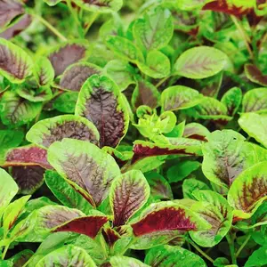 Red Stripe Leaf Amaranth Seeds (Amaranthus tricolor) Vibrant edible greens with striking red and green stripes. Nutritious and ornamental. Thrives in heat and harvested young for best flavor