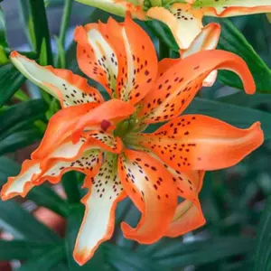 50 Heirloom Lily Seeds Fragrant Flower Plant (much less money than bulbs) - FRESH SEEDS - Limited Supply - Order Soon - Thank You