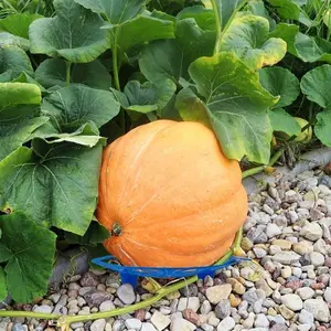 10 pieces, garden fruit and vegetable trays, garden fruit anti-corrosion supports, plastic trays, watermelon racks