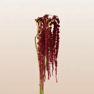 Fresh Amaranthus Red Natural 10 Stems Green Hanging Amaranthus Bulk Fall Greens for Wedding Arrangements 60cm Pack 80 Stems