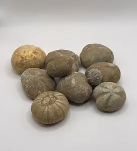 10 Sand Dollar fossils