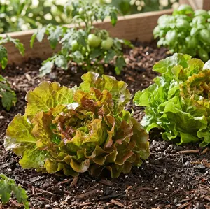 Looseleaf Blend Lettuce
