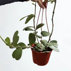Hoya Kerri-Sweetheart Hoya 6" - Heart-Shaped Leaves  - Perfect for Indoor- Hanging Indoor