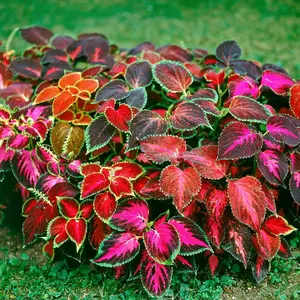1000+PCS Rainbow Coleus seeds for home pots - enhancing the beauty of gardens with their rich colors,garden harvest