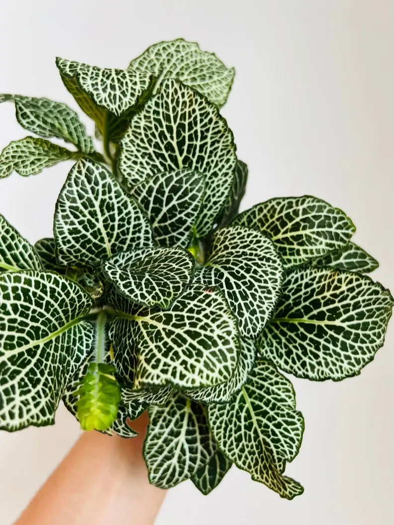 Monstera Lechleriana Albo Variegata - Skeleton Plant - High Variegation - Rare Aroid - Tropical Plant - Available in 4” Pots