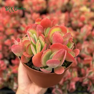 Flapjack Succulent, Paddle Plant, Kalanchoe Luciae, Live Plant in 4'' pot