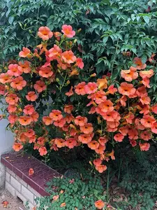 100+Hummingbird Trumpet Vine Plant Seeds-Trumpet Creeper Seeds Non-GMO Heirloom Flower Seed